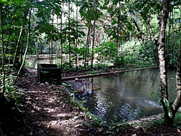 Dokumentasi historis lingkungan air di kawasan Hutan Organik.